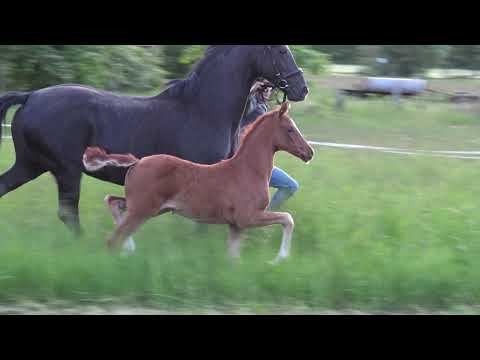 2021 Filly by Shu Fu (Sezuan x Furst Heinrich) x Ferro