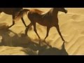ППК - Белогривые лошадки 