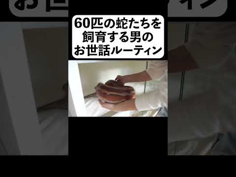 ヘビを適切に飼い、世話し、世話をする