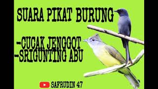 Download lagu SUARA PIKAT CUCAK JENGGOT DAN SRIGUNTING ABU RIBUT mp3