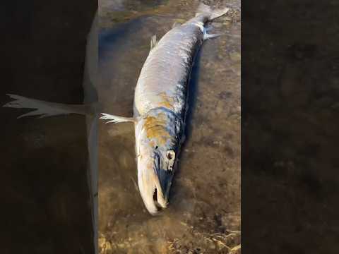 DO NOT fish for MUSKY 🫣😭 #fishing #outdoors #shorts