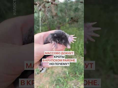 Массово становится плохо кротам в Крупском районе. Почему и как?