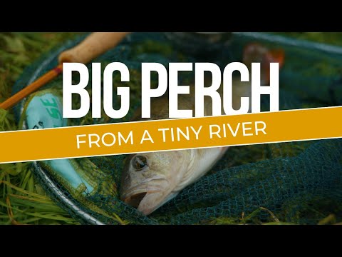 Big Perch from Small Rivers - River Fishing