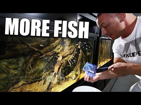 Adding the fish WE forgot about!