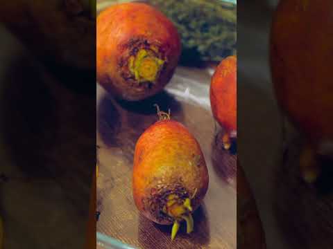 Garden Planning: From Plants to Portions 🌿