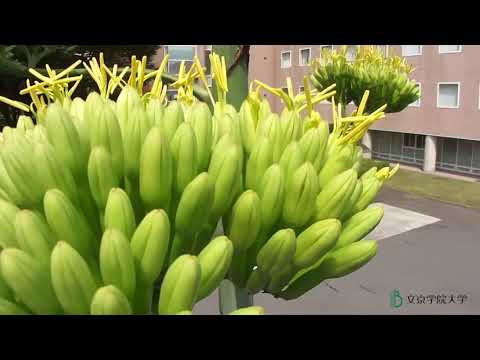 コミュニケーション社会学科 ５０年に一度咲いて二度と咲かない奇跡の花「リュウゼツラン」が、文京学院大学ふじみ野キャンパスで開花　2021年7月12日の様子