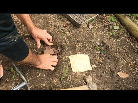 TRAP BEDDING 101 How To properly  bed a trap for Coyotes #Coyotes #Trapping #DukeTrap #educational ￼