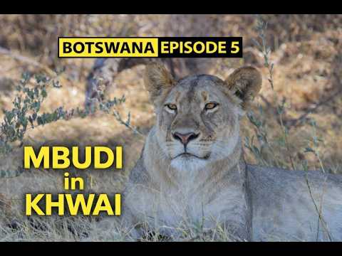 Lioness in Moremi Game Reserve | MBUDI | Botswana Ep 5