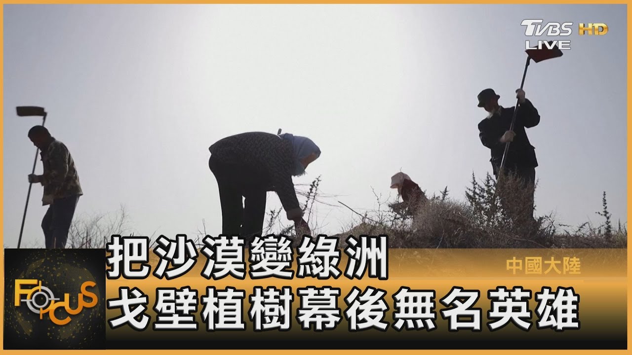把沙漠變綠洲 戈壁植樹幕後無名英雄
