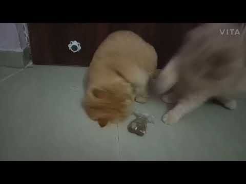 cat's 😺 play with catnip | Shaikh firdous