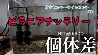 【ピラニア水槽】ピラニア稚魚、飼育して1か月経過しこんなに個体差が出ました