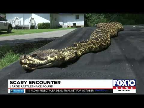 Stockton man comes across huge rattlesnake