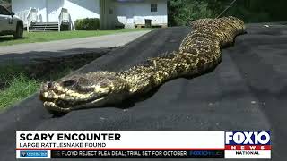 Stockton man comes across huge rattlesnake