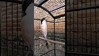 Download lagu CENDET SEMBUR GACOR ISIAN SIKATAN KIPAS mp3