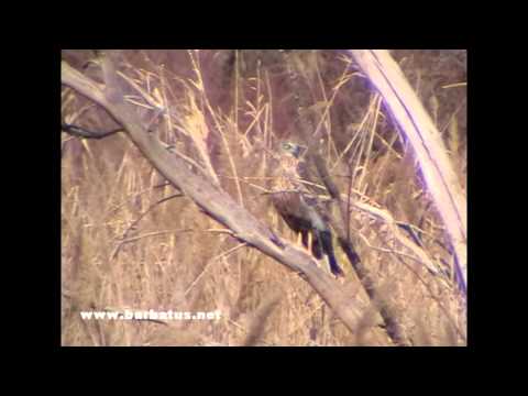 Aguilucho lagunero ( Circus aeruginosus ) Marsh harrier