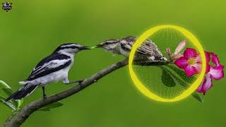 Download lagu SUARA PIKAT DAN MASTERAN BURUNG KAPASAN KEMIRI mp3 Download lagu SUARA PIKAT DAN MASTERAN BURUNG KAPASAN KEMIRI mp3