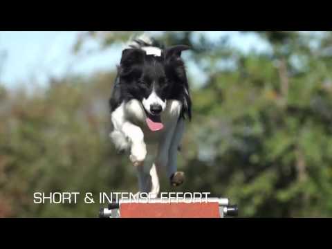 Royal Canin Sporting Range