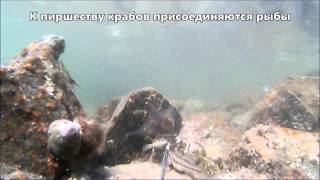 Приманка для краба