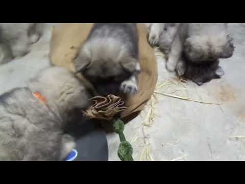 DaQela’s Frugt Kuld dag 57/1