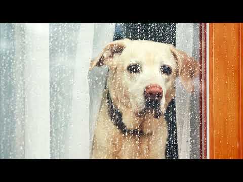 Vesikas & Paks Matu - Koerailm (feat. Rainer Lainemäe)