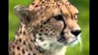 Club Can't Handle Me Kidz Bop Kids