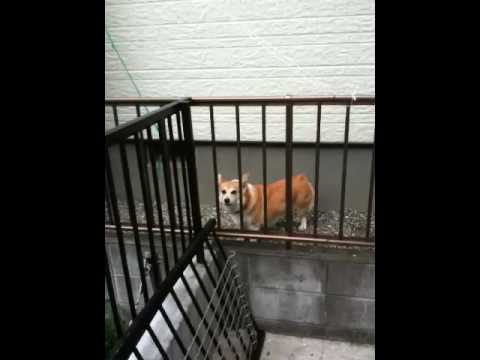 近所迷惑なバカ犬
