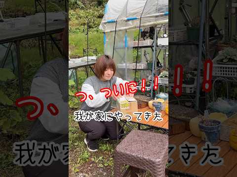 3月から庭に植える赤い葉を持つ多肉植物トップ3  庭園