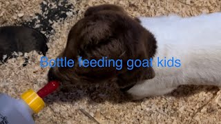 Bottle feeding goat kids. How much do you feed