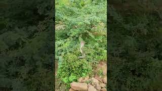 Bholenath Mahadev #short #rescue #nature #shiv #bh