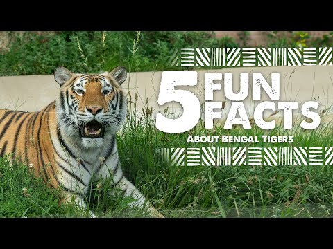 5 Fun Facts about Bengal Tigers #WorldTigerDay
