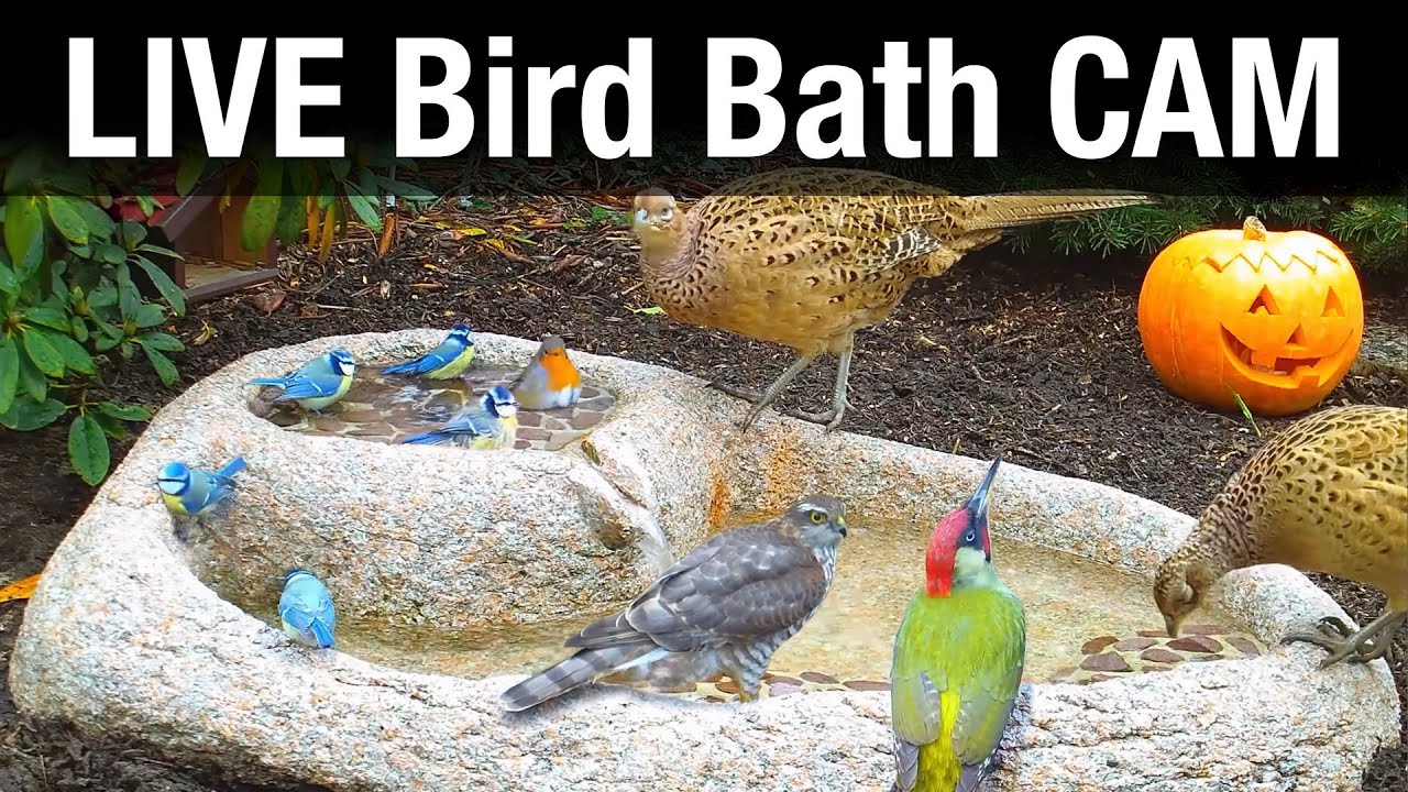 Live webcam view of Bañera y Comedero de Aves del Jardín