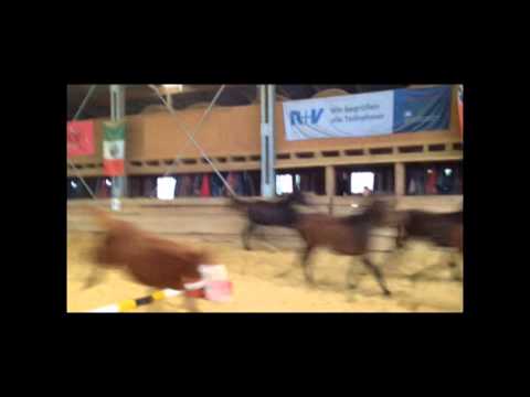 Anarahof Fohlen 2014