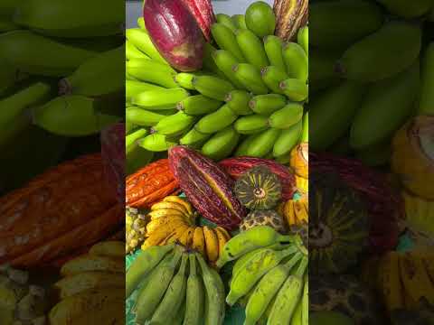 AGRICULTURA FAMILIAR    -     4° DIA DE CAMPO CACAUICULTURA - CAATIBA-BA -  VÍDEO 04