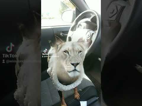 Lion/Wolf Hybrid Loose in my Car?