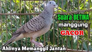 Download lagu Suara Perkutut Betina BIRAHI‼️ Suara Perkutut Betina Memanggil Jantan mp3 Download lagu Suara Perkutut Betina BIRAHI‼️ Suara Perkutut Betina Memanggil Jantan mp3
