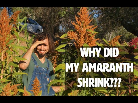 Why my Amaranth SHRANK as my Soil IMPROVED