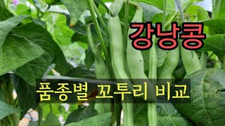 강낭콩, 품종별 꼬투리 비교