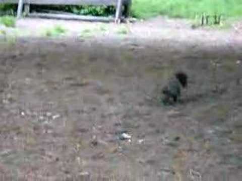 Katerichka runtavelka - Our friend, the squirrel.