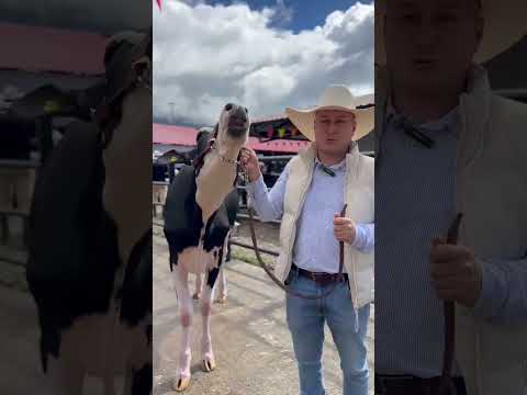 Feria Ganadera ExpoHolstein 2025 - San Francisco Putumayo, Colombia.