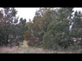 Arizona Elk Video-The Brawler Bull with Colburn ...