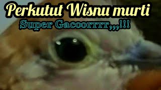 Download lagu Perkutut lokal gacor Wisnu Murti!!! mp3