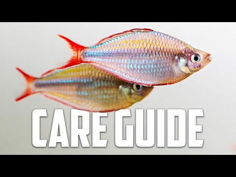 Neon Dwarf Rainbow Care Guide - Aquarium Co-Op
