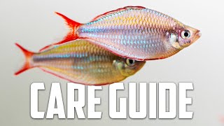 How to Care for Neon Dwarf Rainbows - Melanotaenia praecox Dwarf Neon Rainbowfish.
