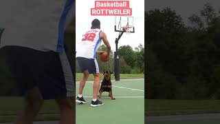 Download lagu Air Bud 🐶 mp3