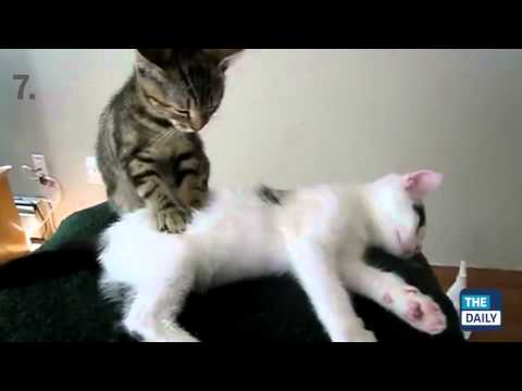 Top 10 best cat videos of all time مقاطع مضحكه جدا