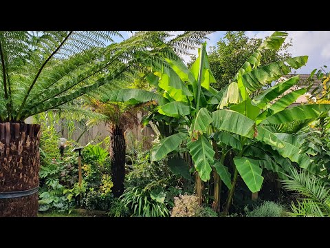 🌴BEAUTIFUL UK 🇬🇧 TROPICAL GARDEN TOUR🌴