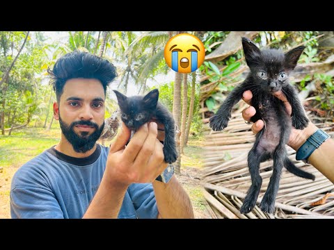 20 Days Old Baby Kitten Rescue: Before and After - Whole Story 💔