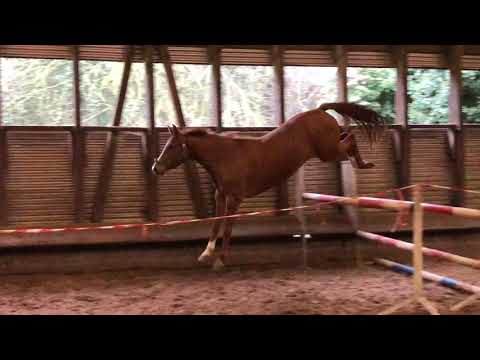 Glory Fire von Alter Fritz x Saint Cyr