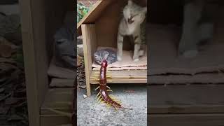 Watch this cat's shocked reaction as the centipede approaches!😱 #shorts #centipede #millipede