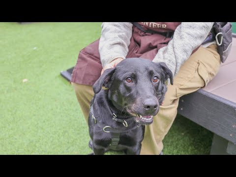 PAWS Chicago Pet of the Week: Rica - YouTube